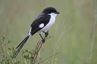 Cendet - Long-tailed Fiscal (Lanius cabanisi)   Immature Tanzania